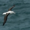 Albatros Sanforduv - Diomedea sanfordi - Northern Royal Albatros 8257u